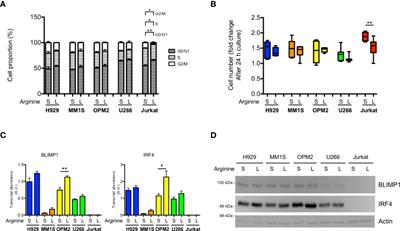 Preclinical evidence of a direct pro-survival role of arginine deprivation in multiple myeloma